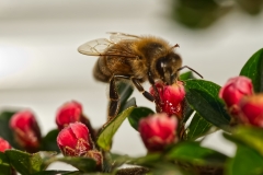 Honey-bee-2
