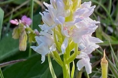 IMG_0424-Orchid