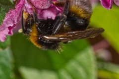 Inverted-Bee