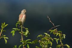 Linnet